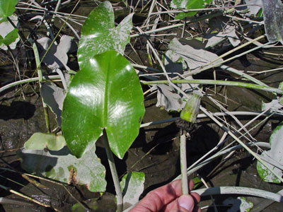 Photo: Nuphar advena