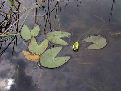 Photo: Nymphaea leibergii