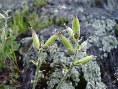 Photo: St. John Oxytrope Fruit