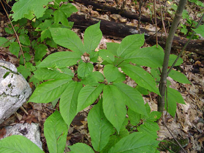 Photo: Panax quinquefolius