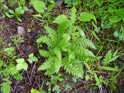 Photo: Pedicularis furbishiae