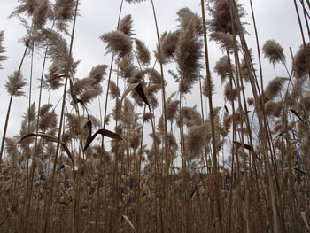 Phragmites seed heads