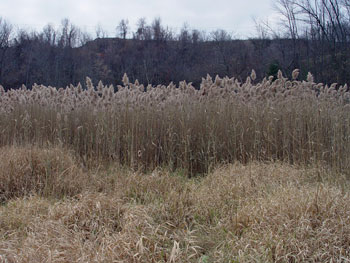 Fall stand of Phragmites