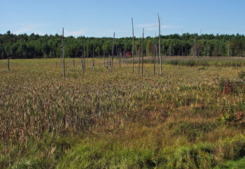 Phragmites marsh