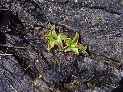 Photo: Pinguicula vulgaris