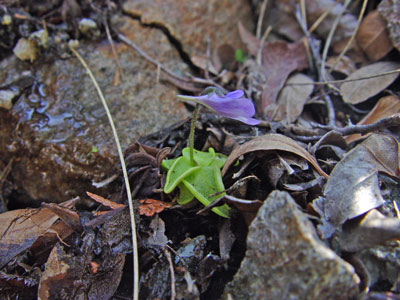 Photo: Pinguicula vulgaris