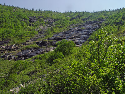 Photo: Pinguicula vulgaris habitat