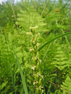 Photo: Platanthera flava