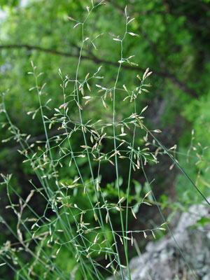 Photo: Poa glauca