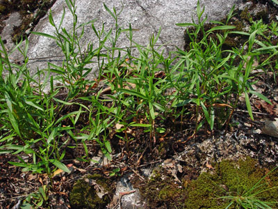 Photo: Polygonum douglasii