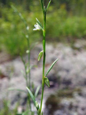 Photo: Polygonum douglasii