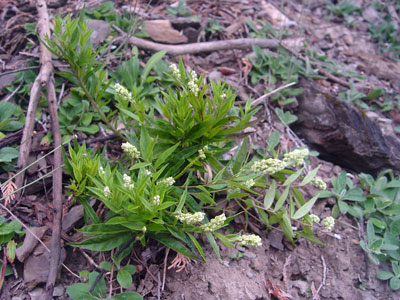 Photo: Polygala senega