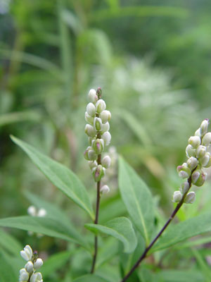 Photo: Polygala senega