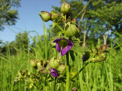 Photo: Jacob's Ladder