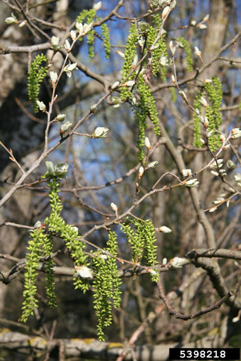 White poplar catkins