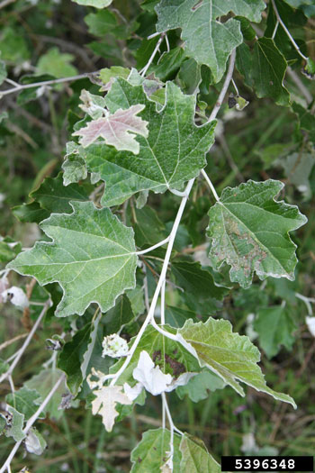 White poplar leaves
