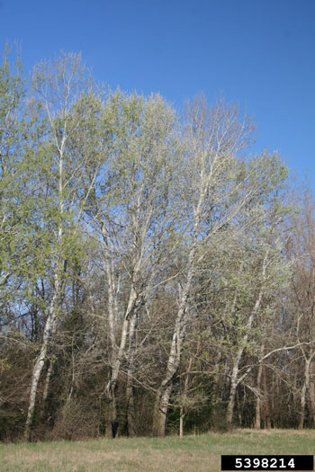 White poplar tree