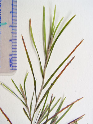 Photo: Potamogeton strictifolius specimen