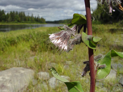 Photo: Prenanthes racemosa