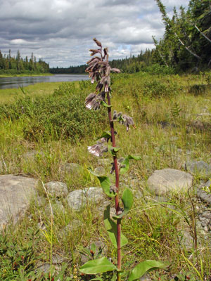 Photo: Prenanthes racemosa