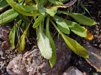 Photo: Primula laurentiana leaves