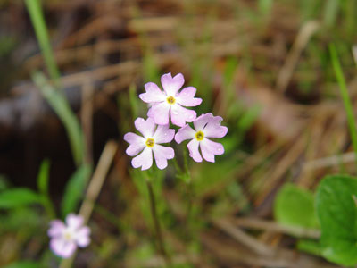 Photo: Primula mistassinica