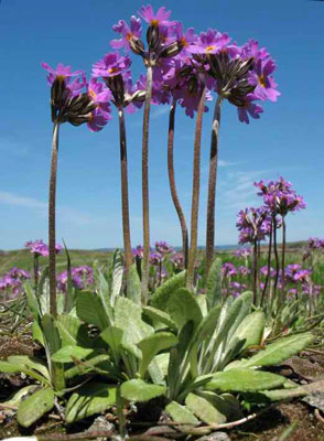 Photo by Marilee Lovit: Primula laurentiana