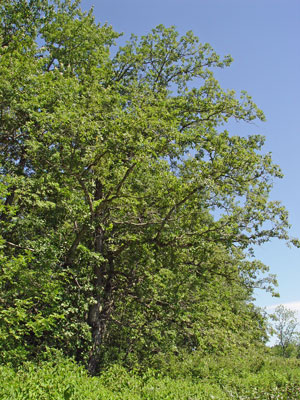 Photo: Quercus bicolor