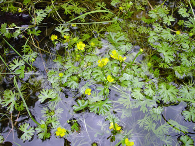 Photo: Ranunculus gmelinii