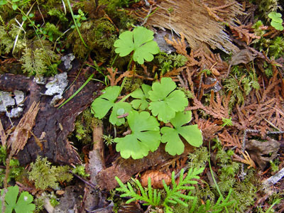 Photo: Ranunculus lapponicus