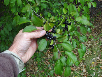 Rhamnus cathartica fruit