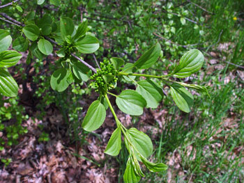Rhamnus cathartica branch