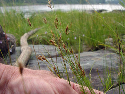 Photo: Rhynchospora capillacea