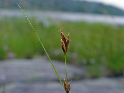 Photo: Rhynchospora capillacea