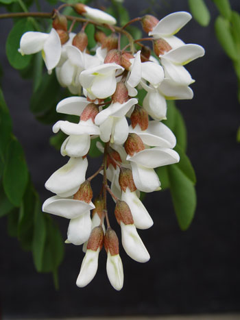 Black locust flowers