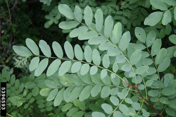 Black locust leaves