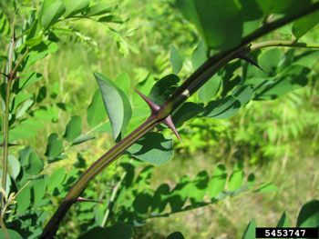 Paired spines on black locust branch