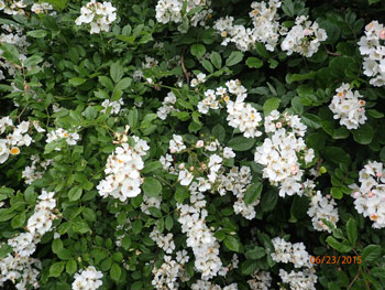 Multiflora rose flowers