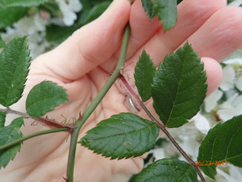 Multiflora rose leaf stipules