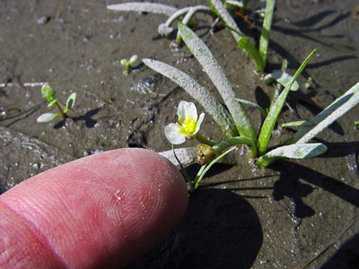 Photo: Sagittaria calycina