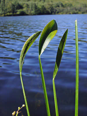 Photo: Sagittaria rigida leaves