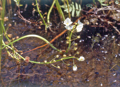 Photo: Sagittaria rigida