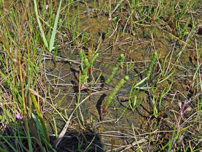 Photo: Salicornia bigelovii