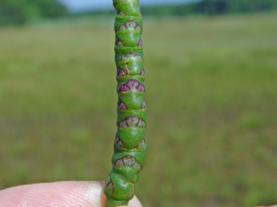 Photo: Salicornia bigelovii