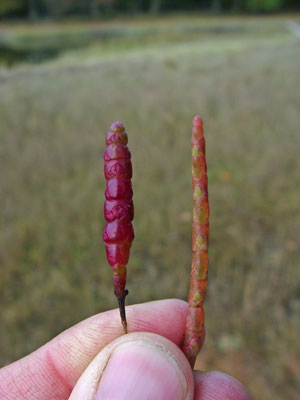 Photo: Comparison of Salicornia bigelovii (left) to S. depressa