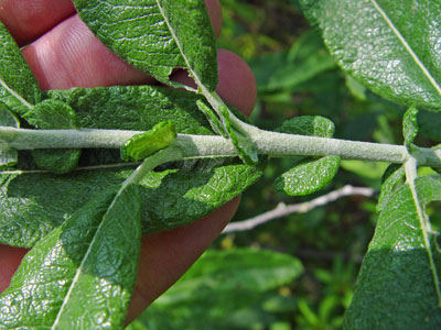 Photo: Salix candida