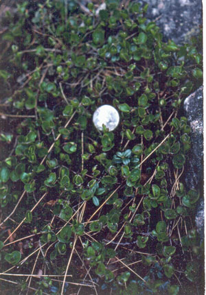 Photo: Salix herbacea (with a quarter placed for size reference)