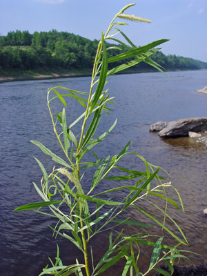 Photo: Salix interior