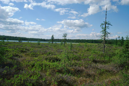 Photo: Salmon Brook Lake Bog