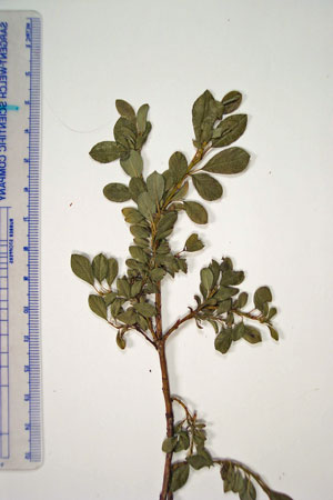 Photo: Salix uva-ursi specimen